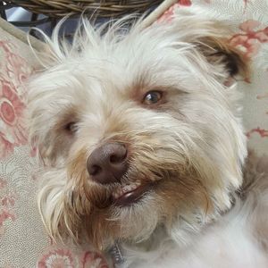 Meet your Posher, Ian